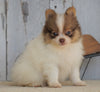 ACA Registered Pomeranian For Sale Millersburg, OH Female- Creamy
