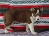 Siberian Husky For Sale Fredericksburg, OH Male- Kendal