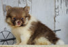 ACA Registered Pomeranian For Sale Millersburg, OH Male- Rover