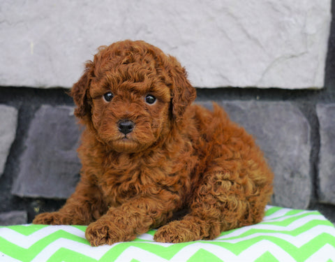 ACA Registered Miniature Poodle For Sale Millersburg, OH Male- Jimmy
