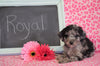 Cockapoo Puppy For Sale Millersburg, OH Male- Royal