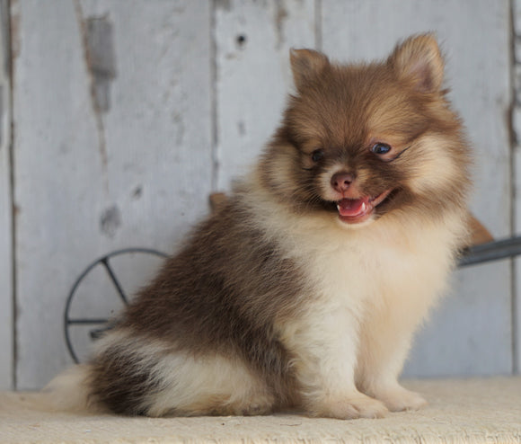 ACA Registered Pomeranian For Sale Millersburg, OH Male- Rover