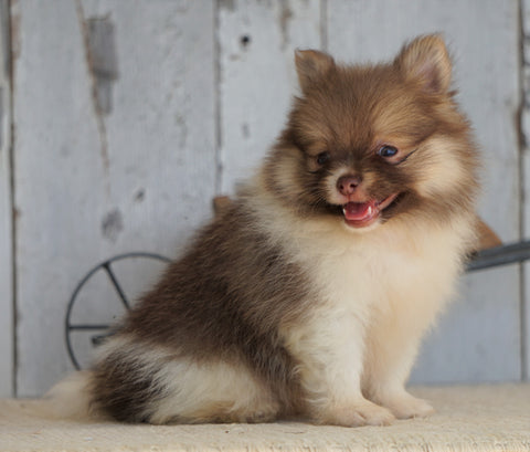 ACA Registered Pomeranian For Sale Millersburg, OH Male- Rover