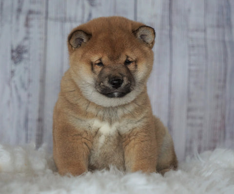 AKC Registered Shiba Inu For Sale Millersburg, OH Male- Rudy