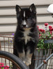 Pomsky For Sale Fredericksburg, OH Male- Jackson