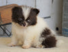 ACA Registered Pomeranian For Sale Millersburg, OH Female- Tiny