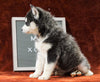 Siberian Husky For Sale Holmesville, OH Female - Carly