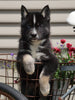 Pomsky For Sale Fredericksburg, OH Male- Jackson