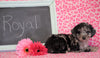 Cockapoo Puppy For Sale Millersburg, OH Male- Royal