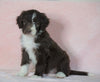 Aussiedoodle For Sale Baltic, OH Male- Jupiter