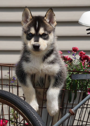 Pomsky For Sale Fredericksburg, OH Male- Maverick