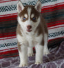 Siberian Husky For Sale Fredericksburg, OH Male- Kevin
