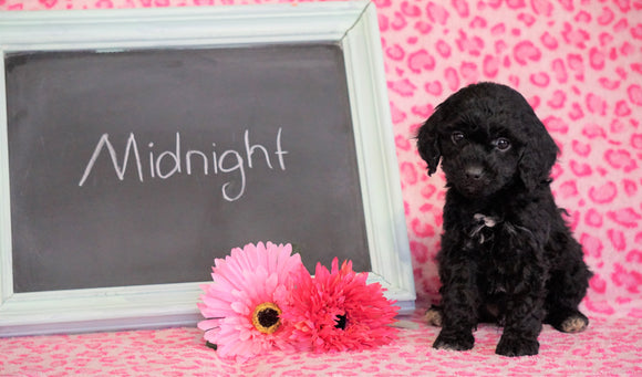 Cockapoo Puppy For Sale Millersburg, OH Male- Midnight