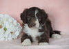 Aussiedoodle For Sale Baltic, OH Male- Jupiter