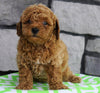 ACA Registered Miniature Poodle For Sale Millersburg, OH Male- Javin