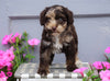 Mini Aussiedoodle For Sale Wooster, OH Male- Bingo