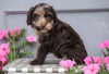 Mini Aussiedoodle For Sale Wooster, OH Male- Bingo