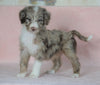 Aussiedoodle For Sale Baltic, OH Male- Denny