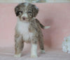 Aussiedoodle For Sale Baltic, OH Male- Denny