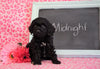 Cockapoo Puppy For Sale Millersburg, OH Male- Midnight