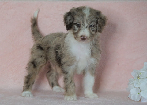 Aussiedoodle For Sale Baltic, OH Male- Denny