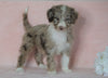 Aussiedoodle For Sale Baltic, OH Male- Denny