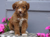Mini Aussiedoodle For Sale Wooster, OH Male- Blaze