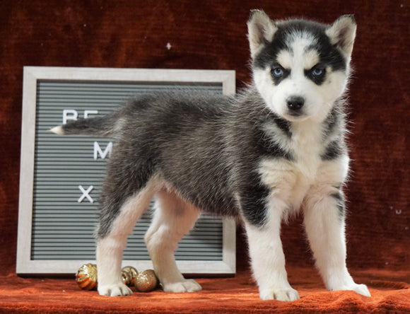 Siberian Husky For Sale Holmesville, OH Female - Oliva