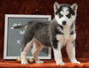 Siberian Husky For Sale Holmesville, OH Female - Oliva