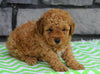 ACA Registered Miniature Poodle For Sale Millersburg, OH Male- Jax