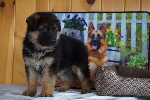 AKC Registered German Shepherd For Sale Baltic Ohio Female Kendra