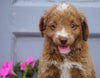 Mini Aussiedoodle For Sale Wooster, OH Male- Blaze