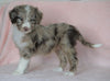 Aussiedoodle For Sale Baltic, OH Male- Denny