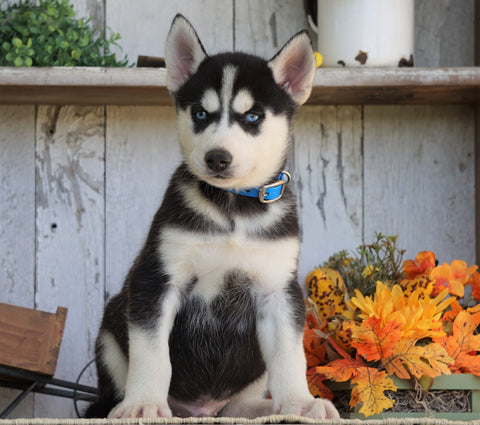 AKC Registered Siberian Husky For Sale Millersburg, OH Male- Jordon