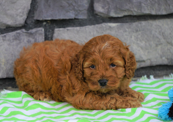 Cockapoo For Sale Millersburg, OH Female- Jenna