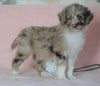 Aussiedoodle For Sale Baltic, OH Male- Mario