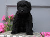 Mini Aussiedoodle For Sale Wooster, OH Male- Champ