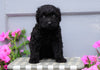 Mini Aussiedoodle For Sale Wooster, OH Male- Champ
