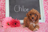 Cockapoo Puppy For Sale Millersburg, OH Female- Chloe