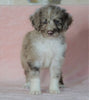 Aussiedoodle For Sale Baltic, OH Male- Mario