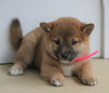 AKC Registered Shiba Inu For Sale Dundee, OH Female- Missy