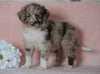 Aussiedoodle For Sale Baltic, OH Male- Mario