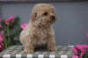 Mini Aussiedoodle For Sale Wooster, OH Male- Carter