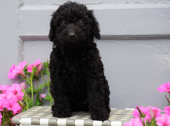 Mini Aussiedoodle For Sale Wooster, OH Female- Blossom