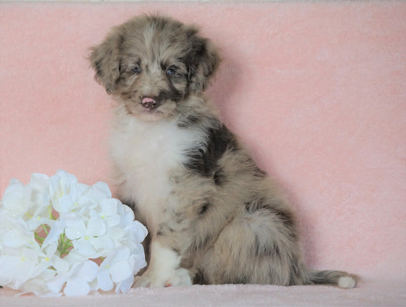 Aussiedoodle For Sale Baltic, OH Male- Mario