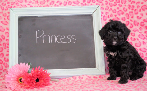 Cockapoo Puppy For Sale Millersburg, OH Female- Princess