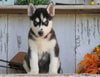 AKC Registered Siberian Husky For Sale Millesburg, OH Female- Dixie
