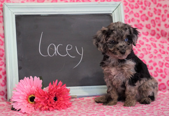 Cockapoo Puppy For Sale Millersburg, OH Female- Lacey