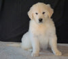 AKC English Creme Golden Retriever For Sale Fredericksburg, OH Male - Buster