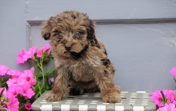Mini Aussiedoodle For Sale Wooster, OH Female- Callie